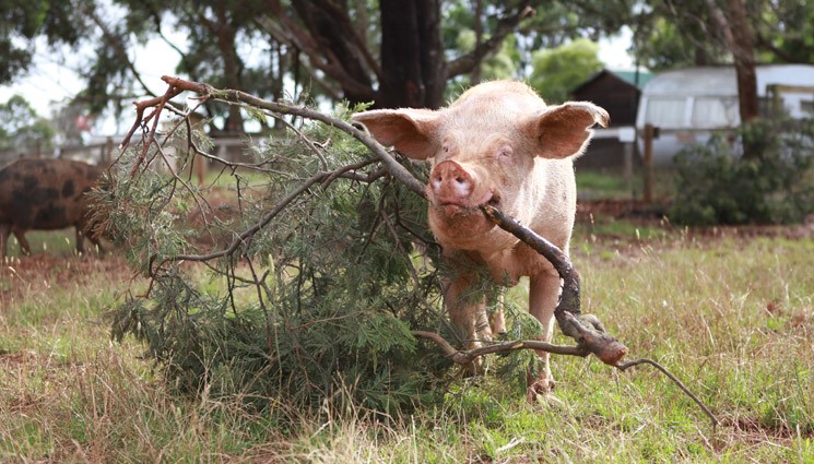 Alice, who spent the first 4 years of her life in a factory farm, passed away in Febuary 2012. She spent her last 7 years living a life worth living at Edgar’s Mission. Photo: Edgar’s Mission.